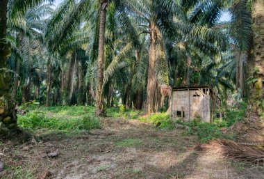 Eski harap olmuş ahşap kulübe, petrol palmiyesinin içinde terk edilmiş..