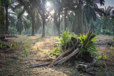 Ölü ağaç gövdesinden filizlenen yabani yeşillik bitkileri