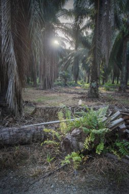 Ölü ağaç gövdesinden filizlenen yabani yeşillik bitkileri