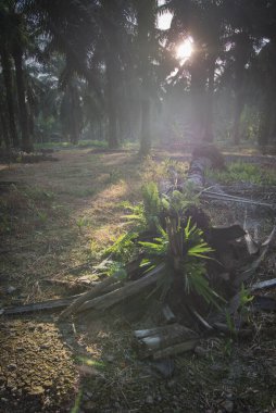 Ölü ağaç gövdesinden filizlenen yabani yeşillik bitkileri