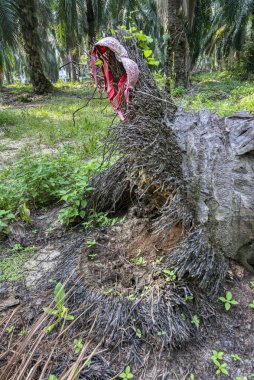 Hurma ağacının kütüğüne sarkıtılmış sütyen.