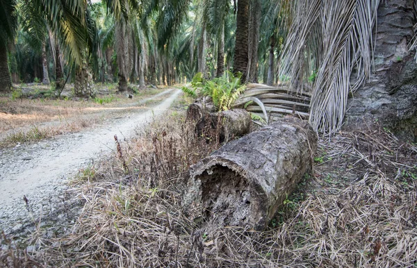 Plantas Vegetación Silvestre Que Brotan Del Tronco Del Árbol Muerto — Foto de Stock