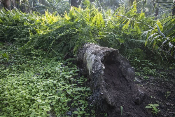 枯れ木の幹から発芽した野生の緑の植物 — ストック写真