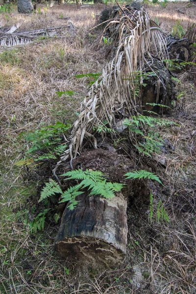 Plantes Vertes Sauvages Germant Tronc Arbre Mort — Photo