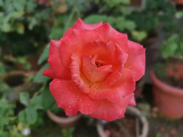 Hermosa Flor Roja Rosa Chinensis Jacq —  Fotos de Stock