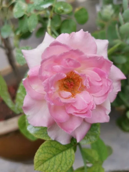 Gyönyörű Őszibarack Rosa Chinensis Jacq Virág — Stock Fotó