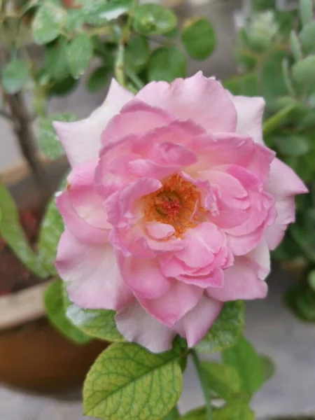 Bela Rosa Pêssego Chinensis Jacq Flor — Fotografia de Stock