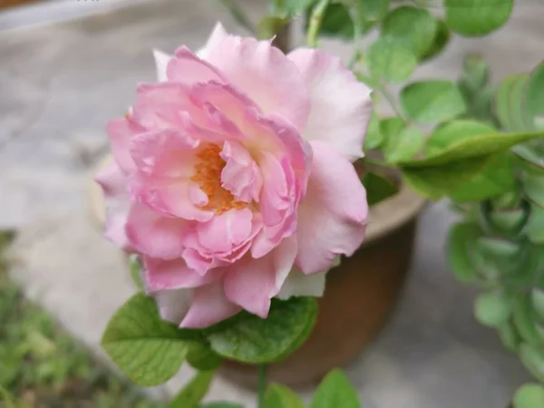 Bela Rosa Pêssego Chinensis Jacq Flor — Fotografia de Stock