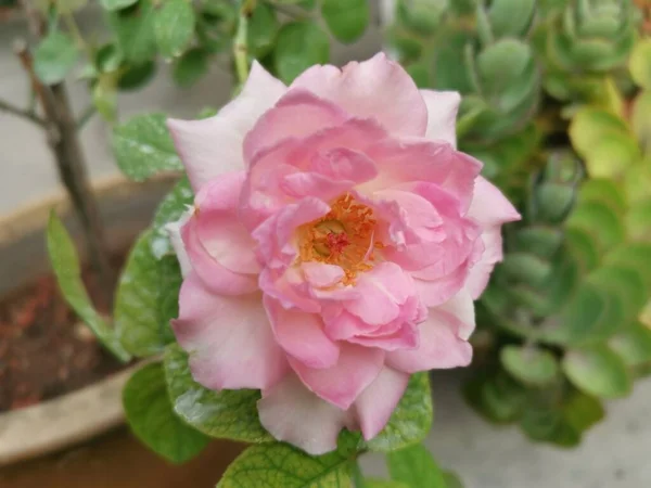 Schöne Pfirsich Rosa Chinensis Jacq Blume — Stockfoto