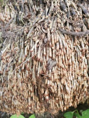 resim görünümü Yağ Palmiyesi kök yapısı.