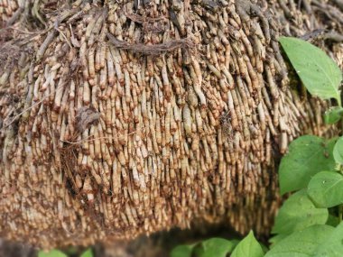 resim görünümü Yağ Palmiyesi kök yapısı.