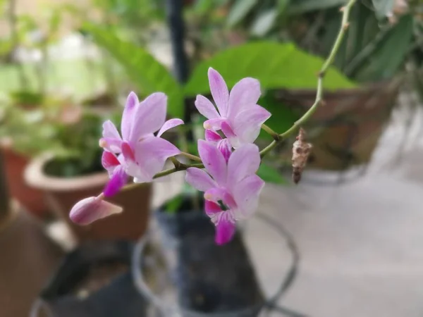 Pequena Epidendrum Rosado Ibagunense Kunth Orquídea — Fotografia de Stock