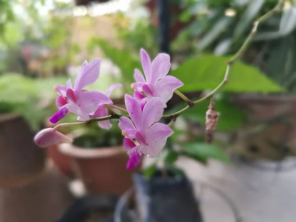 Winzige Rosafarbene Epidendrum Ibagunense Kunth Orchidee — Stockfoto