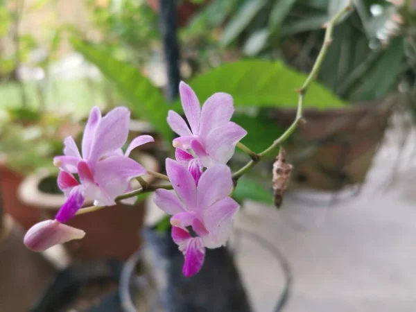 Winzige Rosafarbene Epidendrum Ibagunense Kunth Orchidee — Stockfoto
