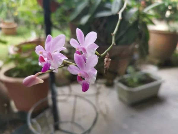 Minicik Pembe Epidendrum Ibagunense Kunth Orkidesi — Stok fotoğraf