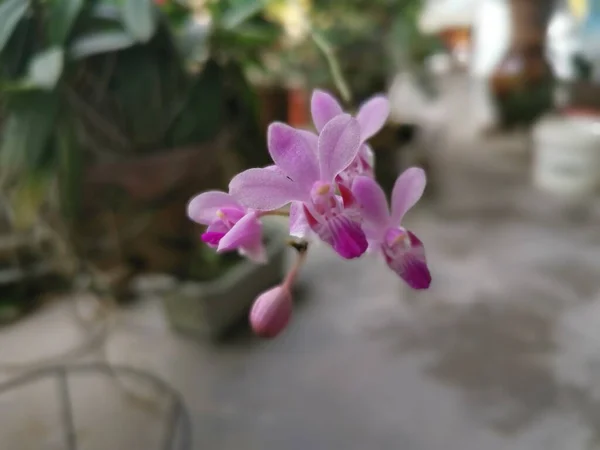 Minicik Pembe Epidendrum Ibagunense Kunth Orkidesi — Stok fotoğraf