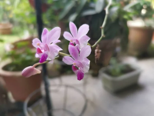 Minicik Pembe Epidendrum Ibagunense Kunth Orkidesi — Stok fotoğraf