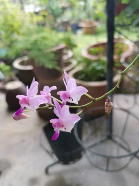 Pequena Epidendrum Rosado Ibagunense Kunth Orquídea — Fotografia de Stock