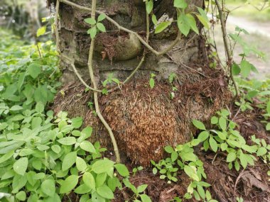 resim görünümü Yağ Palmiyesi kök yapısı.