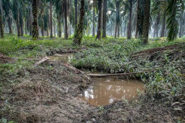 Çiftlikteki drenaj yağmuru akıntısı manzarası
