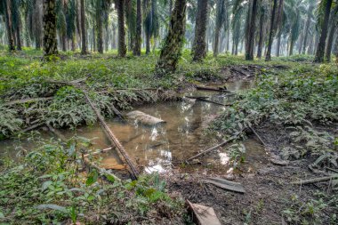 Çiftlikteki drenaj yağmuru akıntısı manzarası