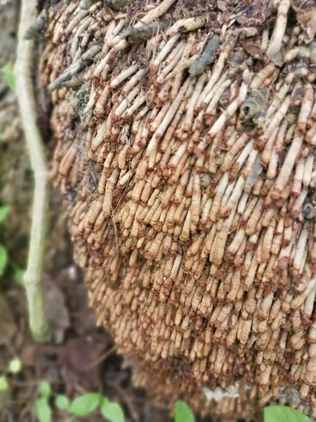 Imagen Ver Estructura Raíz Palma Aceitera — Foto de Stock