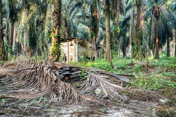 Eski Harap Olmuş Ahşap Kulübe Palmiye Ağacının Içinde Terk Edilmiş — Stok fotoğraf