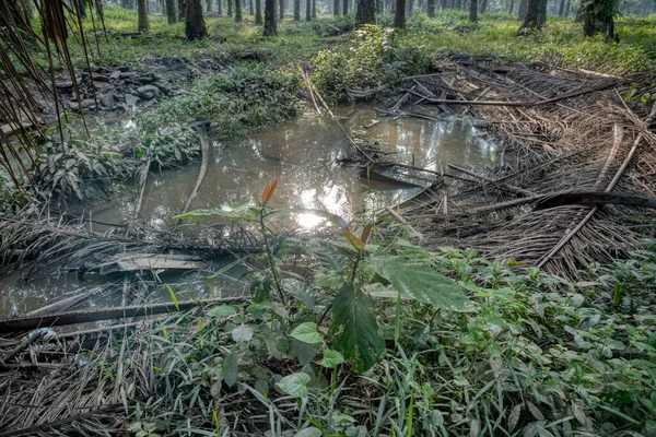 scene of drainage rain water stream at the plantation