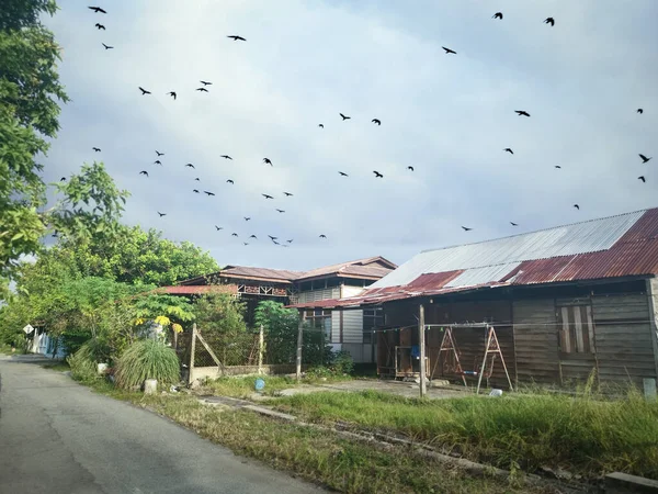 Escena Diurna Pájaros Volando Sobre Casa Vacante — Foto de Stock