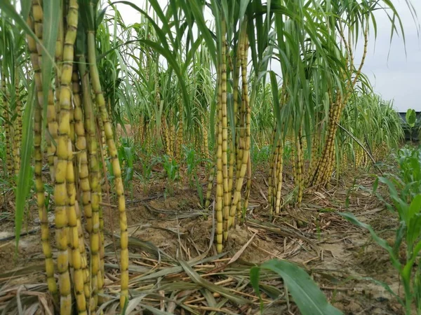scene of sugar cane growing farm