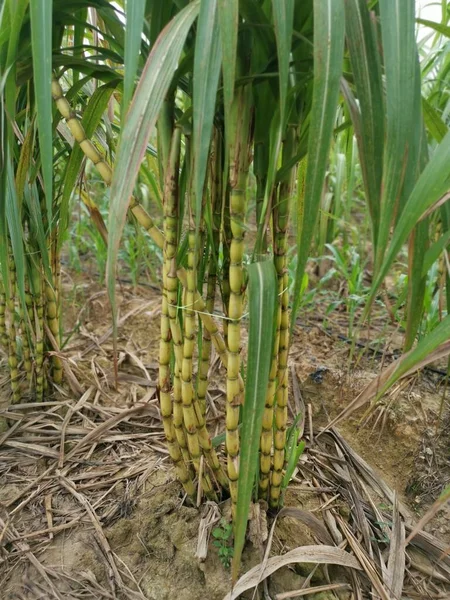 scene of sugar cane growing farm