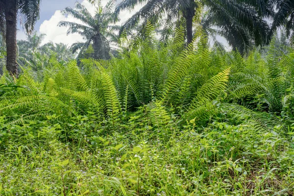 Buissons Feuillage Sauvage Plantation Palmiers — Photo