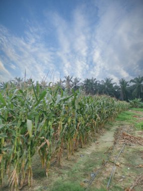 tarlada yetişen mısır.