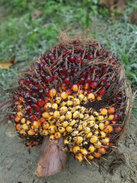 Klaster Owoców Palmowych Olejowych — Zdjęcie stockowe
