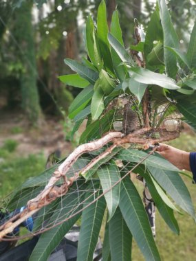 Zebra güvercini kafes kapağı kamuflajı çok yapraklı.