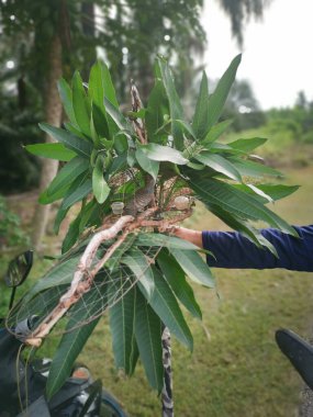 Zebra güvercini kafes kapağı kamuflajı çok yapraklı.