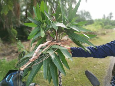 Zebra güvercini kafes kapağı kamuflajı çok yapraklı.