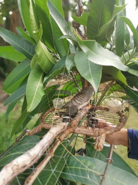 Zebra güvercini kafes kapağı kamuflajı çok yapraklı.