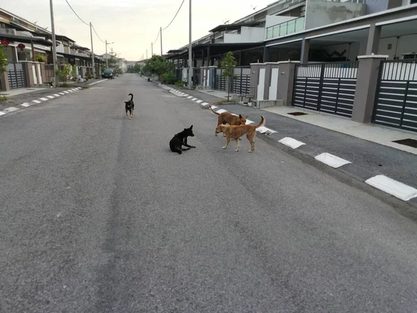 Zwerfhond Straat — Stockfoto