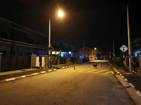 Cães Vadios Rua Noite — Fotografia de Stock