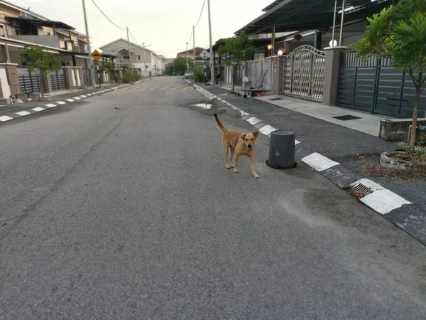 Streunender Hund Auf Der Straße — Stockfoto