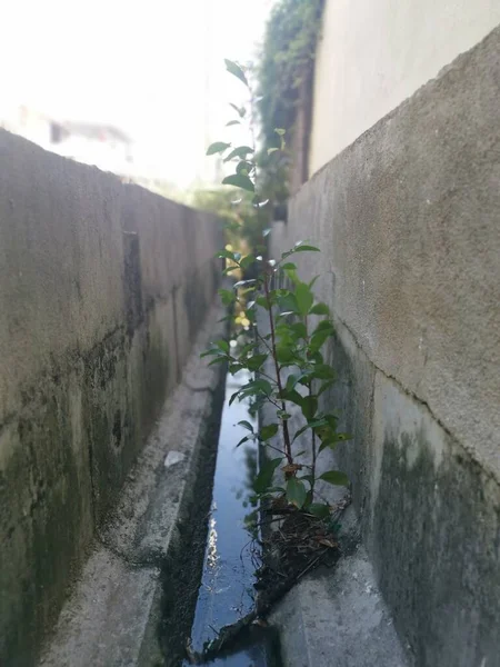 Drenagem Não Mantida Estagnada Com Crescimento Excessivo — Fotografia de Stock