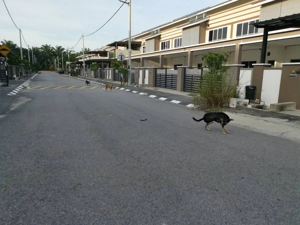 Sokakta Başıboş Bir Köpek — Stok fotoğraf