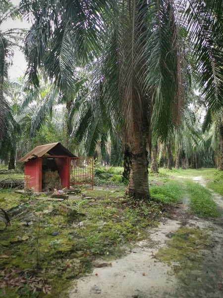 Perak Malaisie Juin 2020 Autel Miniature Béton Construit Intérieur Plantation — Photo