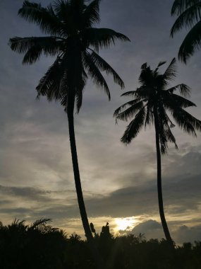Silüet altında hindistan cevizi ağaçlarıyla akşam sahnesi