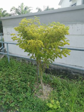 Genç guaiacum çalı yetiştiren ağacı yönetiyor. 