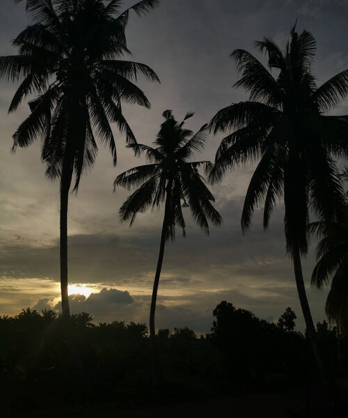late evening scene with coconut trees under silhouette
