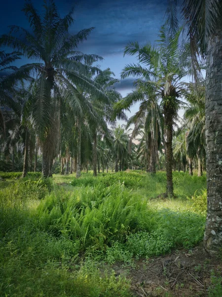 Krzewy Dzikich Liści Plantacji Palm — Zdjęcie stockowe