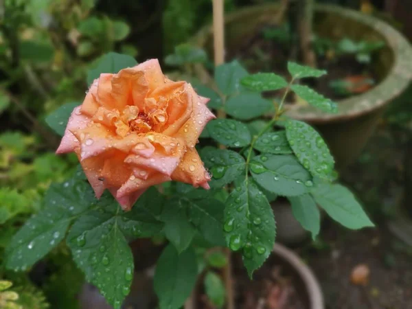 Bela Laranja Rosa Chinensis Jacq Flor — Fotografia de Stock