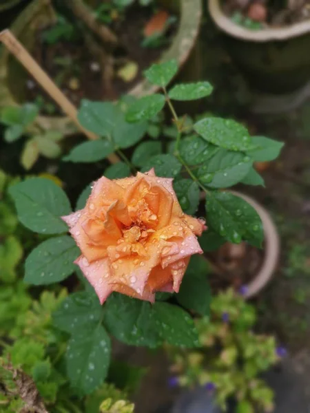 Hermosa Naranja Rosa Chinensis Jacq Flor — Foto de Stock